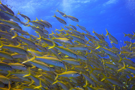 Shoal of yellow goatfish - picture taken in the red sea