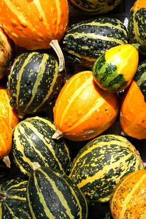 Pumpkins 