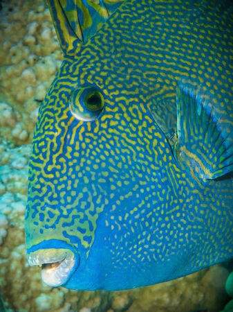 Portrait of a blue triggerfishの写真素材