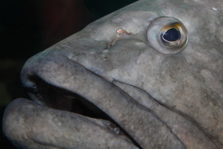 Giant grouper