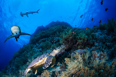 Green sea turle in a reef with sharks, Red Sea, Egyptの写真素材