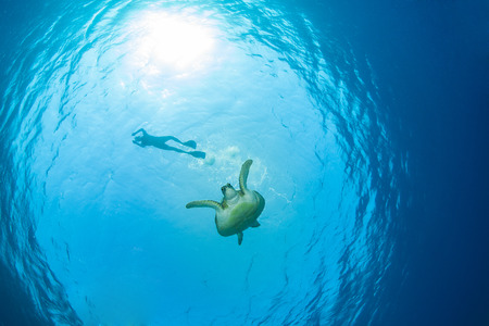 Green sea turtle with a snorkellerの写真素材