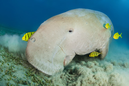 Dugong surrounded by yellow pilot fishの写真素材