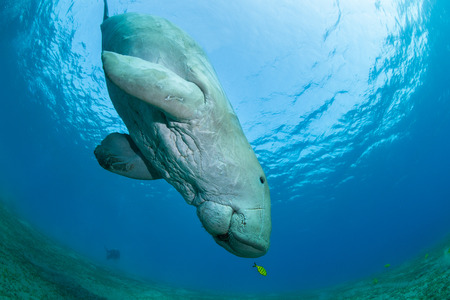 Dugong surrounded by yellow pilot fishの写真素材