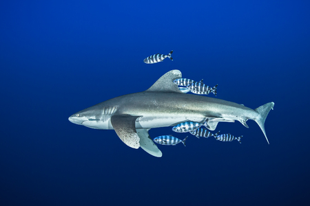 Oceanic whitetip shark with pilot fish, Red Sea, Egyptの写真素材