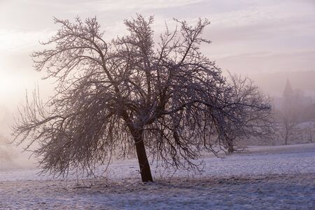 Ethereal image of a pear on a cold foggy winter morningの写真素材