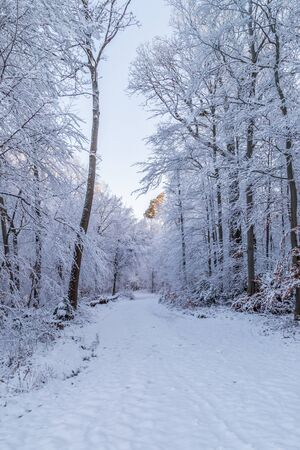 Snow covered road through a snowy forest on a winter morning, with the first sunlight touching the treetops.の写真素材