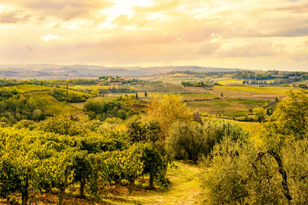 Tuscany Italy - 09.14.2017: Vineyard next to San Gimignano in Italy warm colorsのeditorial素材