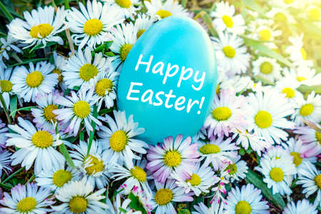 Easter egg between a lot of common Daisy Bellis perennis flowers with Happy Easter text and sunshineの写真素材