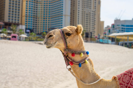 Colorful decorated Camel on the sandy Jumeirah JBR beach in Dubai with skyscrapers blurred backgroundの写真素材