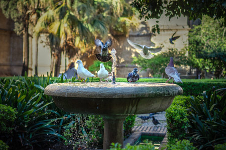 pigeons drinking from fountain water in Malaga in the calming cathedral garden
