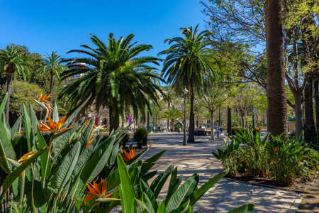 Sidewalk on the Paseo del Parque in Malaga, Spain with palm trees and Strelitzia flowersの写真素材