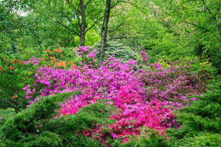 Rododendrons blossom in an hungaian Country garden in Jeli arboretum botanical gardenの写真素材
