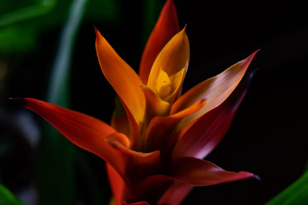 artistic tropical orange red guzmania flower on dark background with light