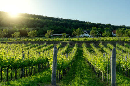 Nice vineyard rows in Csopak next to the lake Balaton at summerの写真素材