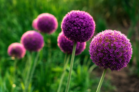Giant violet Onion (Allium Giganteum) flowers bloomingの写真素材