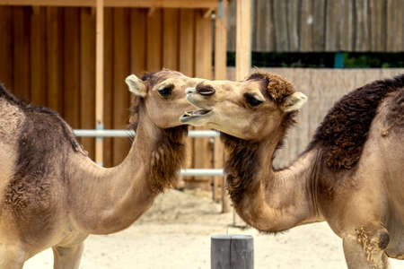 Camels dromedars in Love. A Kiss between two camelsの写真素材