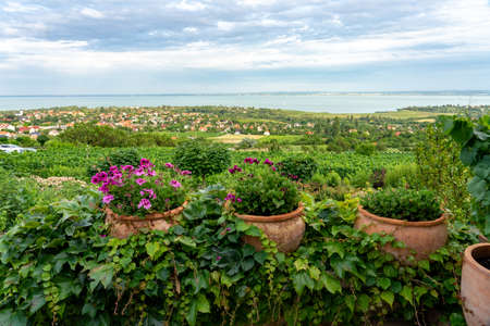 Nice vineyard in Hungary next to Lake Balaonの写真素材
