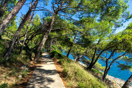 Cikat forest park beach walkway with trees and the blue sea .
