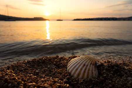 shell on the rocky beach at sunset in Croatia .の写真素材