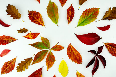 colorful autumn leaves pattern isolated on white background. flat lay, overhead view .