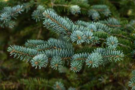 picea pungens pine christmas tree full frame background .
