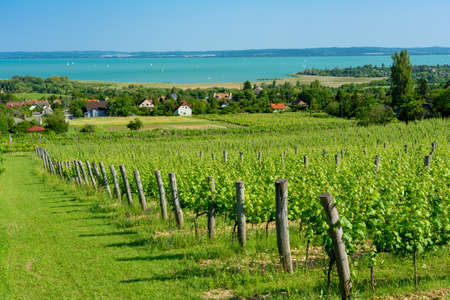 Nice vineyard in Csopak next to the lake Balaton at summer landscape with houses and church .の写真素材