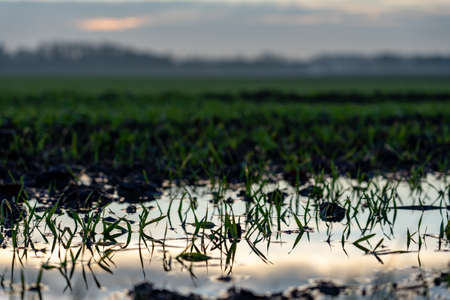 Close up photo of an overflowing river make damage of an agricultural field .の写真素材