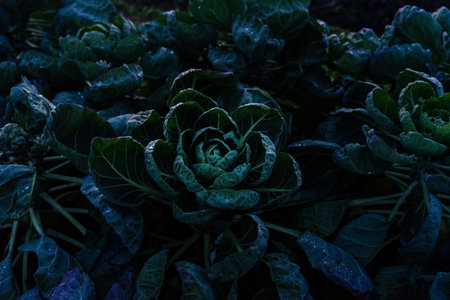 full screen natural dark brussel sprout plant background texture .