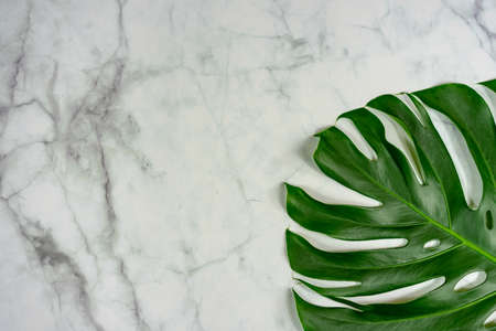 monastera philodendron leaf on marble background natural design background conceptの写真素材