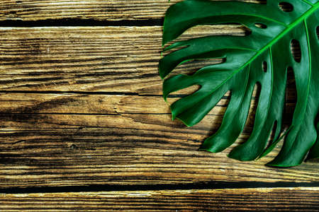 monstera philodendron leaf on brown wooden background natural design background conceptの写真素材