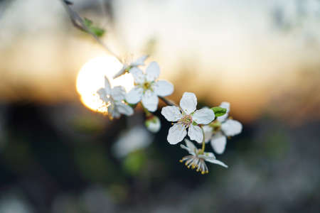 peach tree blossoming in the sunset springtime at dusk .の写真素材