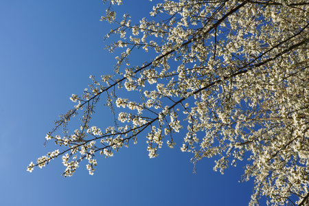 white peach tree blossom on blue sky springtime concept .
