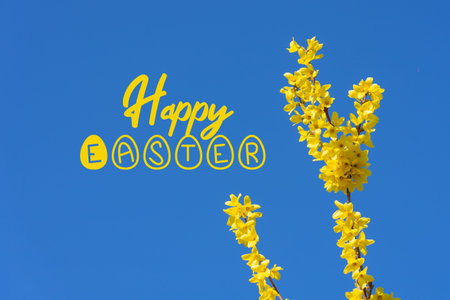 forsythia golden decoration early spring easter bush with blue sky and happy easter sign .