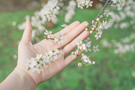 woman holding blooming peach tree springtime concept .