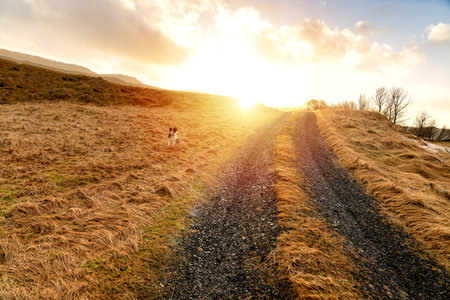 country farm road at sunset with a dog in Iceland