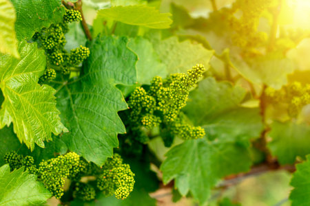raw growing green grapes in sunlight in a vineyard .