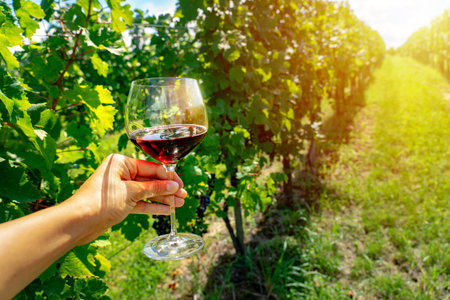 glass of red wine in a grape plant row in a vineyard .