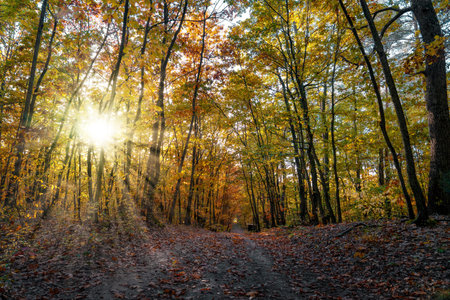 beautiful colorful autumn fall forest with sunshine .