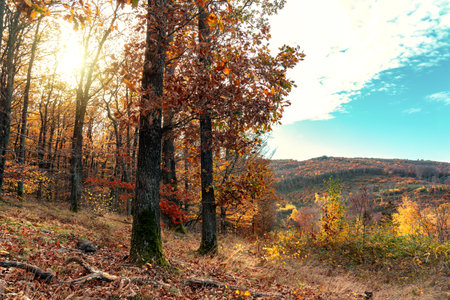 Edge of Autumn forest with sunight in KÅ‘szeg mountain Hungary with hills