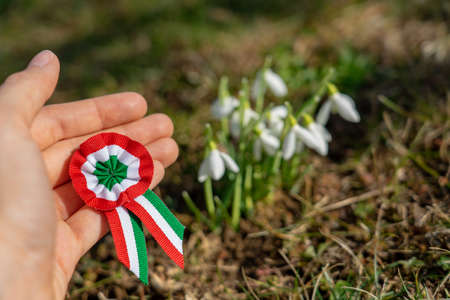 close up tricolor rosette symbol of the hungarian national day 15th of march with snowdrop fair maid flowerの写真素材