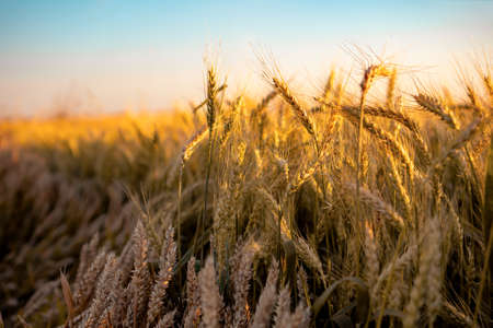 Wheat field. Close up of golden wheat ears. Beautiful rural Nature Sunset Landscape. Background of ripening ears of wheat field. Rich Harvest Concept. Label art designの写真素材