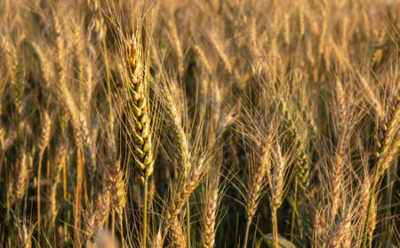 Wheat field. Close up of golden wheat ears. Beautiful rural Nature Sunset Landscape. Background of ripening ears of wheat field. Rich Harvest Concept. Label art designの写真素材