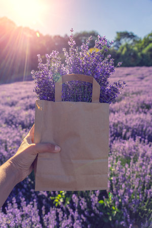 harvesting lavender on the field in a paper bad on a festival in Hungary with sunshineの写真素材