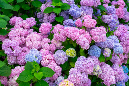 tenderness of colorful hydrangea plant in a garden pink lila blue