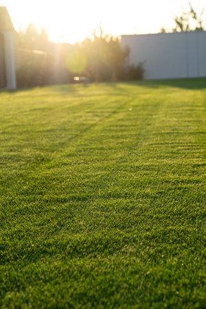 home backyard with green grass and sunrays