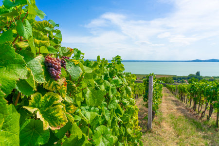 wine grape on field with beautiful lake Balaton viewの写真素材