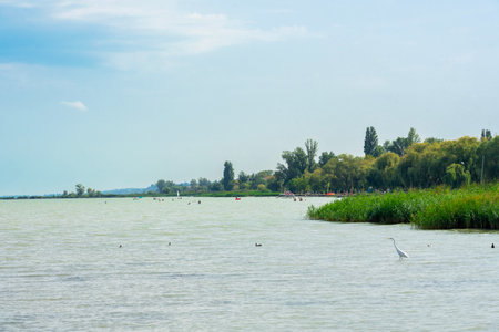 beautiful landscape at Lake Balaton with reedの写真素材
