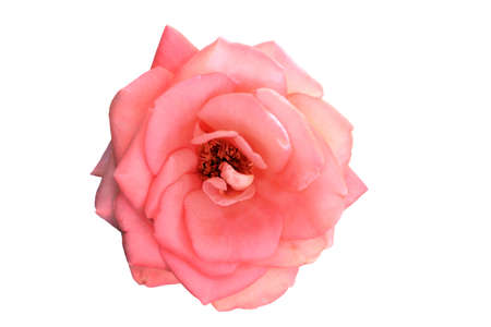 Beautiful rose with white backgroundの写真素材
