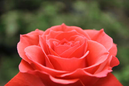 Beautiful macro photo of red roseの写真素材